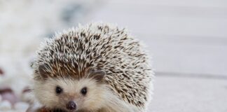 Co można zrobić z kołek od karnisza?