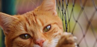 Czy Netto jest taniej?