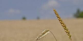 Jak stworzyć e-kartkę?