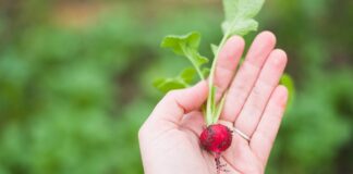 Czy dziecko może jeść rzodkiewki? Czy dziecko może jeść rzodkiewki?