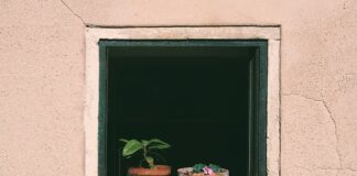 Jak często podlewać kiełki w kiełkownicy? Jak często podlewać kiełki w kiełkownicy?