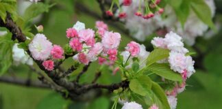 Jaka jest żywotność ksenonów? Jaka jest żywotność ksenonów?