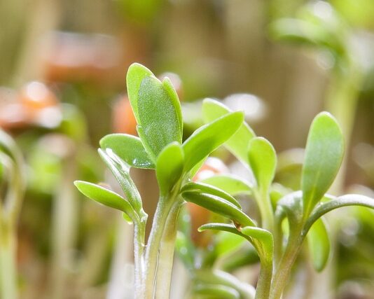 Gdzie kupić nasiona kiełków? Gdzie kupić nasiona kiełków?