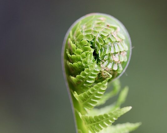 Czy kiełki z Biedronki są zdrowe? Czy kiełki z Biedronki są zdrowe?