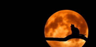 Jakie bity do czarnych wkrętów?