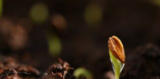 Dlaczego nasiona nie kiełkują?