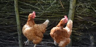 Jakie są typy prostowników?