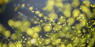 Gdzie można kupić nasiona do kiełkowania? Gdzie można kupić nasiona do kiełkowania?