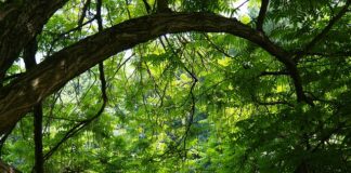 Jak zamontować sklejkę na ścianie?