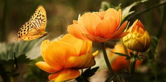 Kiedy pierwsze mycie po ceramice?