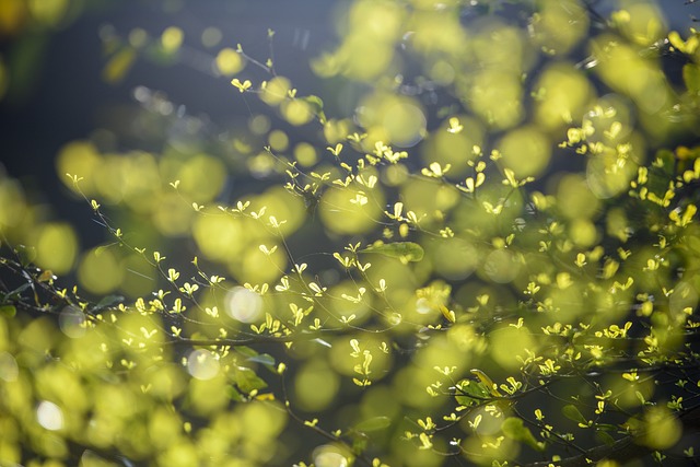 Jak przygotować nasiona do kiełkowania? Jak przygotować nasiona do kiełkowania?