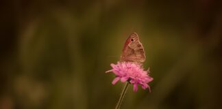 Jak usunąć rdzę z karoserii?