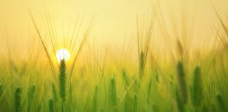 Ile ton słomy z 1 ha pszenicy?