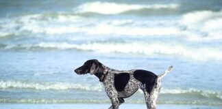 Jak długo moczyć nasiona na kiełki? Jak długo moczyć nasiona na kiełki?