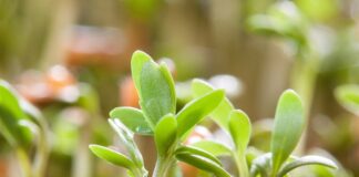 Ile można jeść kiełków? Ile można jeść kiełków?