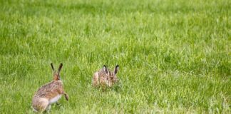 Czy lampę sufitowa można zamontować na ścianie? Czy lampę sufitowa można zamontować na ścianie?
