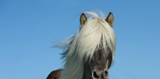 Ile koni ma Stinger? Ile koni ma Stinger?