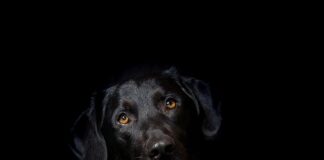 Jaka tania hybryda? Jaka tania hybryda?