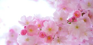 Czy z nasion na kiełki wyrośnie roślina? Czy z nasion na kiełki wyrośnie roślina?