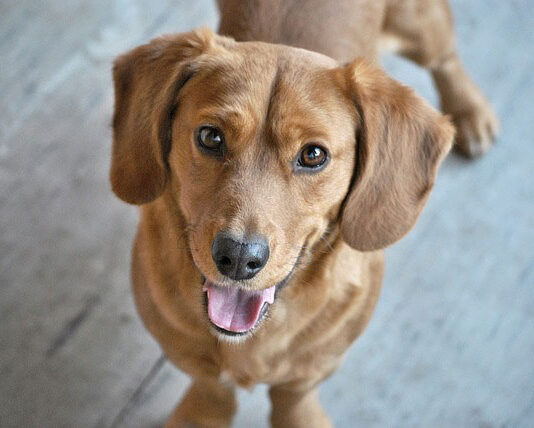 Czy ciastka dla psów są zdrowe? Czy ciastka dla psów są zdrowe