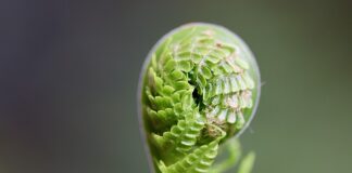 Z czym jeść kiełki na patelnię? Z czym jeść kiełki na patelnię?