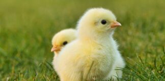 Jak zrobić kartki wielkanocne? Jak zrobić kartki wielkanocne?