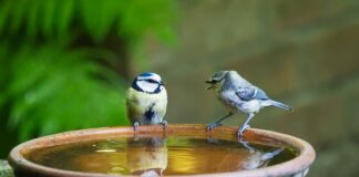 Jak się mówi kartka po angielsku?