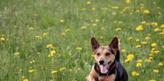 Ile schnie wylewka 5 cm? Ile schnie wylewka 5 cm?